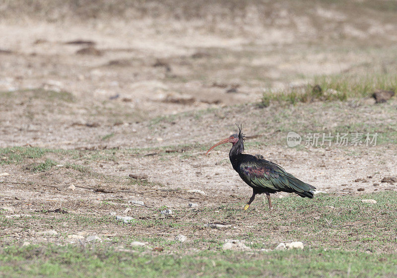 一种野生的北方秃鹮，geroniticus eremita;西班牙